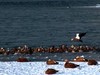 《冰雪寒江飞鸭图》