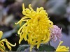 美丽的秋菊