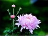 美丽的秋菊