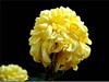 美丽的秋菊