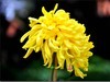 美丽的秋菊