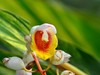 花叶艳山姜