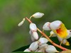 花叶艳山姜