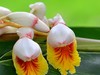 花叶艳山姜
