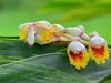 花叶艳山姜