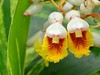 花叶艳山姜