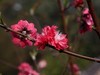 春暖花开