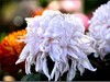 美丽的秋菊