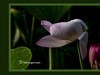 仲夏荷花（51）