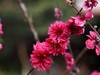 春暖花开