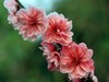 春暖花开