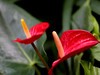 武汉植物园拍的几张花卉【续】贺“光影驹、光世界”二位好友荣任济南星空(中国)版主