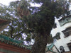春节期间游开平赤坎古镇