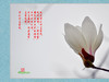 春天的呼唤——洁白的玉兰花