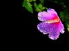 雨后的木槿