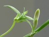 不同相机，不同背景，不同焦距，不同时间，拍同一支小小吊兰花。