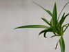 不同相机，不同背景，不同焦距，不同时间，拍同一支小小吊兰花。