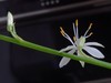 不同相机，不同背景，不同焦距，不同时间，拍同一支小小吊兰花。