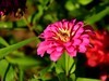路边花。