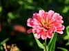 路边花。