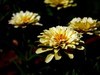 路边花。