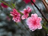 春暖花开