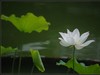 新荷