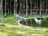 这是什么鹤？