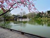 樱花烂漫