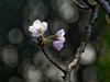 樱花烂漫