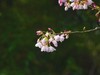 樱花烂漫