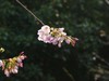 樱花烂漫