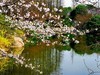 樱花烂漫
