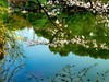 樱花烂漫