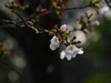 樱花烂漫