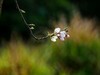 樱花烂漫