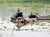 微山湖畔挖藕人