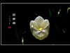无暇的白郁金香