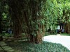 【川西行】—杜甫草堂