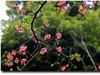 #春节家乡寻宝#【杜甫草堂】— 成都的宝