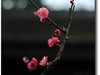 #春节家乡寻宝#【杜甫草堂】— 成都的宝