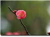 #春节家乡寻宝#【杜甫草堂】— 成都的宝