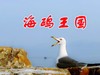 【海驴岛之行】—海鸥王国