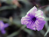 新手试机，佳能750D  镜头 小痰盂 EF 50mm F/1.8 STM