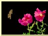 喇叭花开