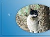猫咪