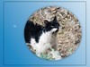 猫咪