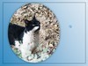 猫咪