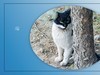 猫咪