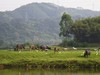 风景